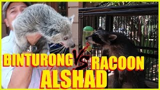 BINTURONG VS RACOON NYA ALSHAD [upl. by Platon]