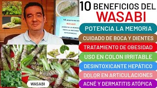 10 BENEFICIOS del🪴WASABI🪴Aumenta la MEMORIA😮⚙️útil en OBESIDAD💪HÍGADO OSTEOPOROSIS🦴CÁNCER👏ACNÉ❤️ [upl. by Jat]