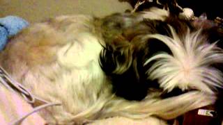 Shih Tzu barking in her sleep [upl. by Carrie54]