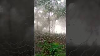 Spider Net 🙂🙂🙂 [upl. by Chapa]