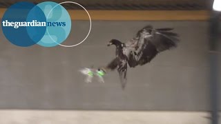 Eagles trained by Dutch police to attack unauthorised drones [upl. by Jung923]