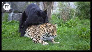 What Happens When Male Jaguar Mate with Female Lion [upl. by Yarased]