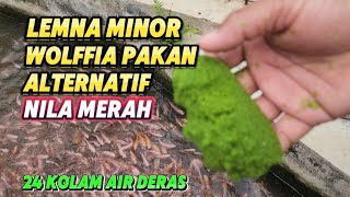 🛑 PAKAN GRATIS LEMNA MINOR WOLFFIA UNTUK IKAN NILA MERAH DI AIR DERAS viralvideo fish [upl. by Cilo722]