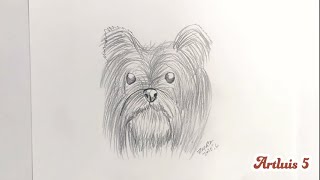 ¿Cómo dibujar un perro Yorkshire Terrier   How to draw an Yorkshire Terrier dog HD [upl. by Hartill]