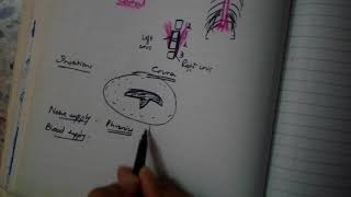 DIAPHRAGM complete explanation MUST WATCH BD is not enough [upl. by Dlonyar]