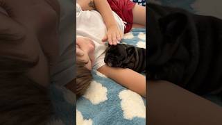 Better than a Petting Zoo Sweet Frenchie Puppy Lulled to Sleep dog cutedog puppy frenchbulldog [upl. by Ainer]