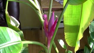 Flowering Musa Velutina Pink Banana and Cavandish [upl. by Dot]