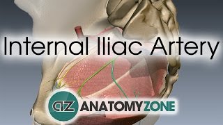 Internal Iliac Artery [upl. by Ahsinar]