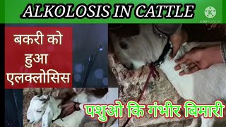 Alkolosis In CattleBakri ke Alkolosis ka ilajBakri ka ilaj Treatment of Alkolosis [upl. by Lorola]