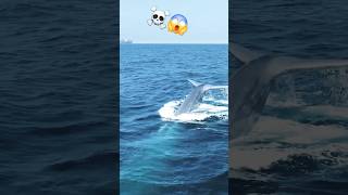 The dangerous a killer whale biggest An blue whale made us ocean whaletale travel whale [upl. by Olivero]