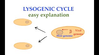 The Lysogenic cycle 3 [upl. by Pail]