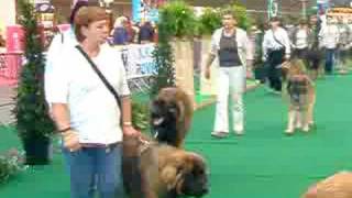 Leonbergers  Show in Mechelen Belgium  18082007 [upl. by Nedyaj]