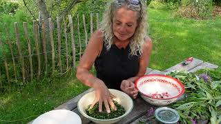 Making Fermeted Tea With Rosebay Willowherb  Fireweed  Gederams Permaculture Nordic Food Forest [upl. by Glynias4]