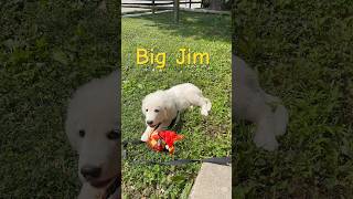 Update on Great Pyrenees puppy with Makenna amp Mamaw dog pyrenees [upl. by Hgielra]