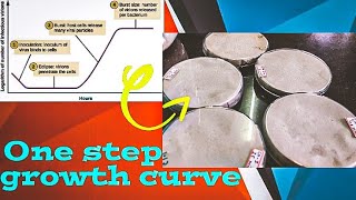 One step growth curve of bacteriophage with experiments [upl. by Ahsenar]