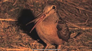 The Amazing Performance of the American Woodcock [upl. by Baggs481]