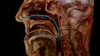 Anatomy and Physiology of ENT Organs  Introduction [upl. by Cadel]