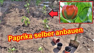 Paprika im Beet im Garten anbauen amp pflegen  Freiland Paprika Pflanzen Anbau in Deutschland [upl. by Llenreb]