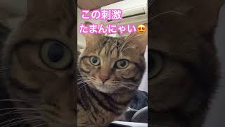 【珍百景】興奮しすぎたネコ様の尻尾はこうなりますｗ shorts 猫のいる暮らし 保護猫 cat [upl. by Naujed886]