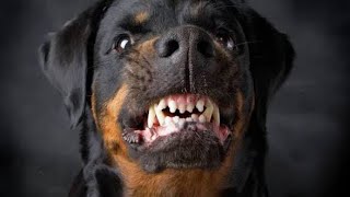 GUTSY the Rottweiler angry and barking our Rottweiler aggressively attacking 👹 [upl. by Aiyotal]