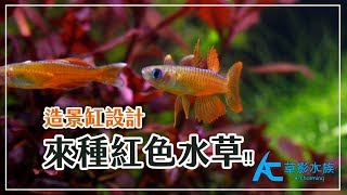 我的第一個紅色水草缸，設缸搭配大公開！｜AC草影水族 [upl. by Lemuel]