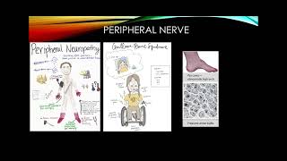 Step 1 Neuroscience Board Review [upl. by Killam212]