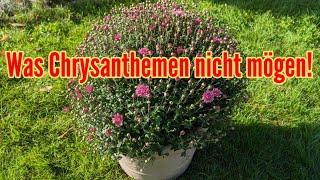 Was Chrysanthemen nicht mögen  Diese PFLEGEFEHLER unbedingt vermeiden [upl. by Prebo]