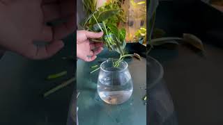 Philodendron Melanochrysum plants houseplant propagation propagation indoorplants plant [upl. by Lanfri441]