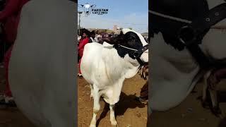 Malirmandi beauty cowmandiupdate cattlemarket cowmandi karachimandi animals shortfeed shorts [upl. by Ornie933]