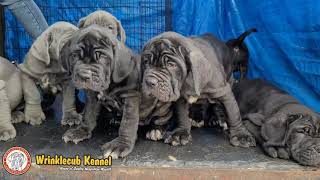 High quality neapolitan mastiff puppies in bangalore india [upl. by Sherwood992]