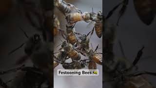 Festooning Bees 🐝 bee backyardbeekeeper honeybee beekeeping beekeeper [upl. by Mayes]