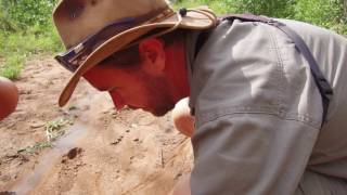 SafariTrivia  How to identify a Hyena track [upl. by Ierbua812]