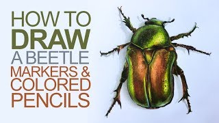 Drawing with Markers and Colored Pencils  Beetle Illustration [upl. by Sedgewick]