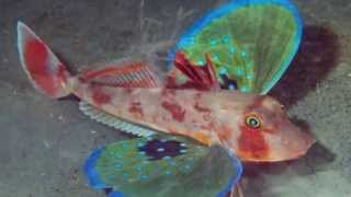 Los 10 peces mas extraños del mundo  10 weirdest fish in the world [upl. by Davine]