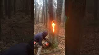 Highaltitude logging sawchainsaws hardwaretoolsviralvideo foryou [upl. by Lamberto37]