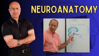 Neuroanatomy  Neurology  Neuroscience  Dr Najeeb [upl. by Mundy]