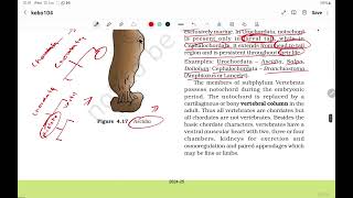 NCERT  BIOLOGY  NEET  CLASS 11  Chapter 4  ANIMAL KINGDOM  Classification of Animal  Part  3 [upl. by Goodrow]