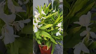 Butterfly Ginger Lily Flower gardening floweringplant gardenpots garden [upl. by Omrellug]