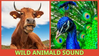 Roars and Growls Dive into the Wild with Animal Sound Effects [upl. by Llerrahs]