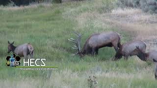 Oregon mega bull elk with archery gear [upl. by Woodall]