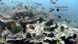 Viajero  ANILAO Underwater Impressions [upl. by Adlesirc33]