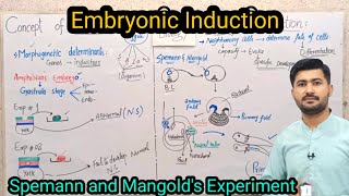 Embryonic Induction  Embryonic Induction Spemann experiment class 12  irtisams biology [upl. by Ytirahs]