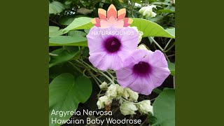 Argyreia Nervosa  Hawaiian Baby Woodrose [upl. by Riatsala]