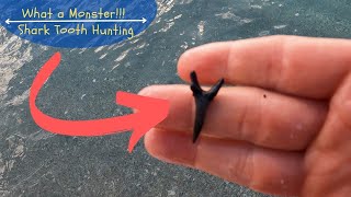 How to find shark teeth  Caspersen Beach [upl. by Parsons]