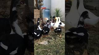 🦆 beautiful colourful ducks 🌈 youtubeshorts viralvideo shortvideo foryou talhakadihat birds [upl. by Rekab322]