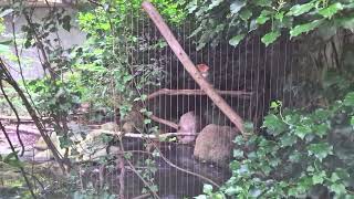 Dierenpark In Amersfoort visiting on 24 August 2024 6 of 48 dierenpark zoo amersfoort [upl. by Apilef]