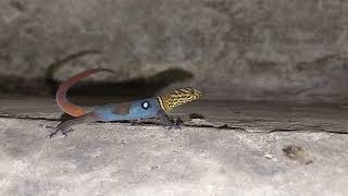 Tobago Ocellated Gecko Gonatodes ocellatus [upl. by Abernathy]