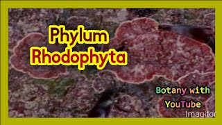 Phylum Rhodophyta botanywithyoutube botany english [upl. by Adrian]