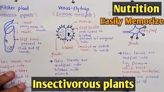 Insectivorous Plants  Pitcher Plants  Venus Fly Trap Plants  Sundew Plants  Class 11 [upl. by Ferrick]