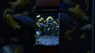 Yellow Lab Mbuna Africain Cichlids and Kenny and Pseudotropheus Demasoni African Mbuna Cichlids [upl. by Amoihc]